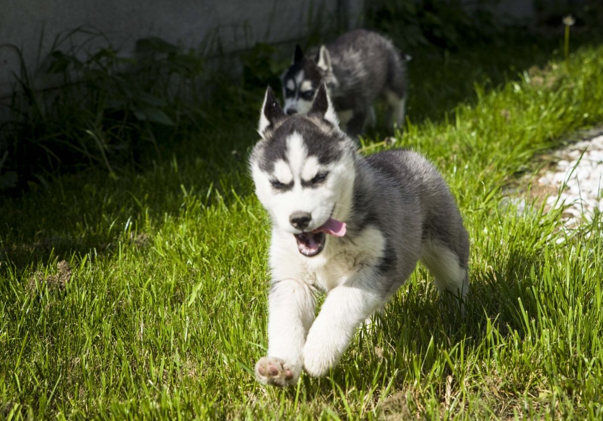 Syberian husky suczka