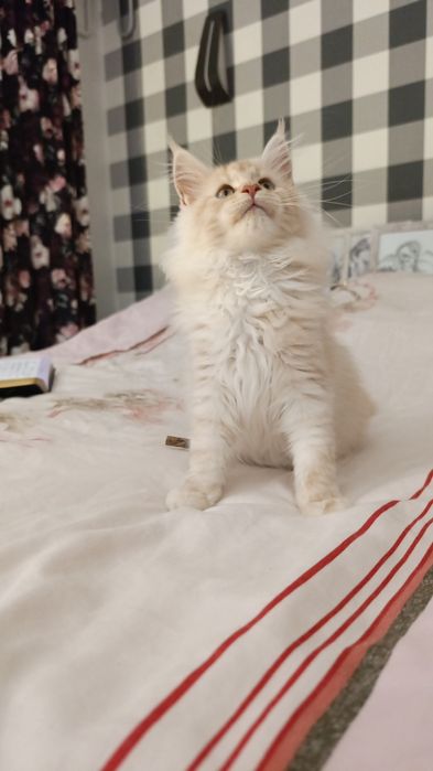 Ruda srebrna kotka do hodowli z prawami