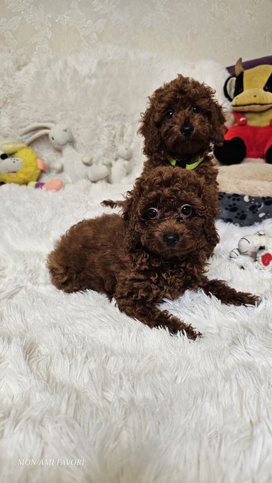 Ляльковий той пудель , без браку, від китайських батьків