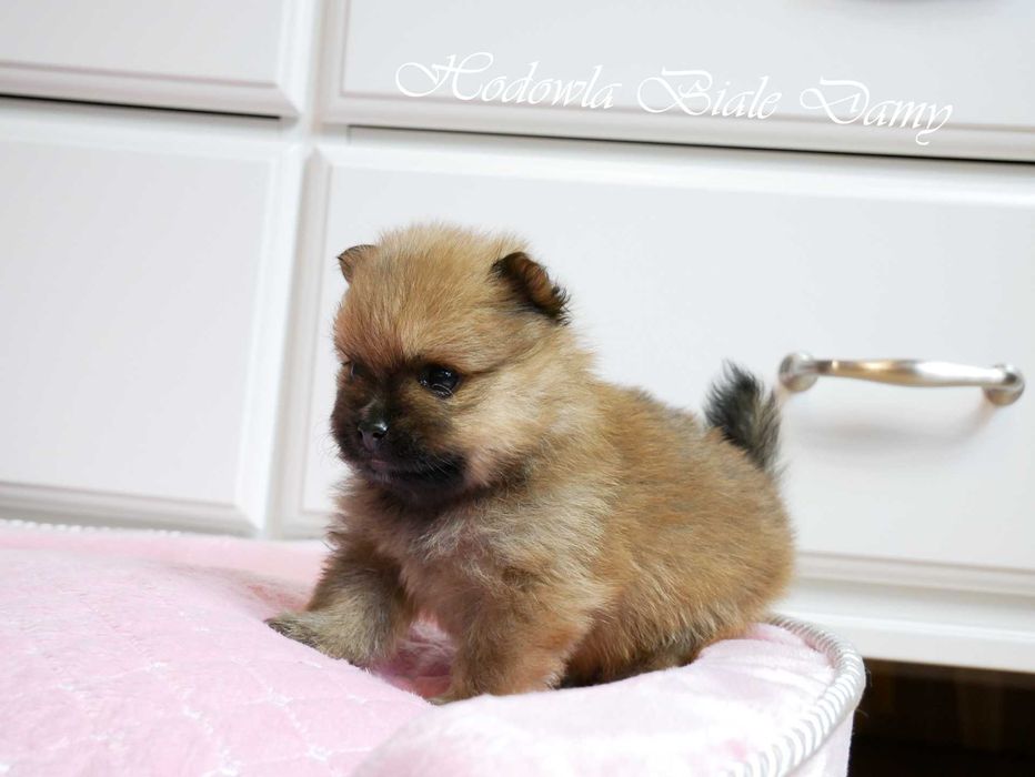 Szpic miniaturowy Pomeranian Boo Szpice Śląskie Rodowód Suczka