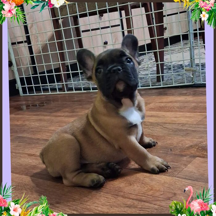 Маленькі красунчики