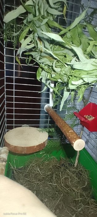 Клітка для пташок