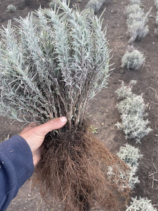 Саджанці Лаванди/ОПТ та Роздріб