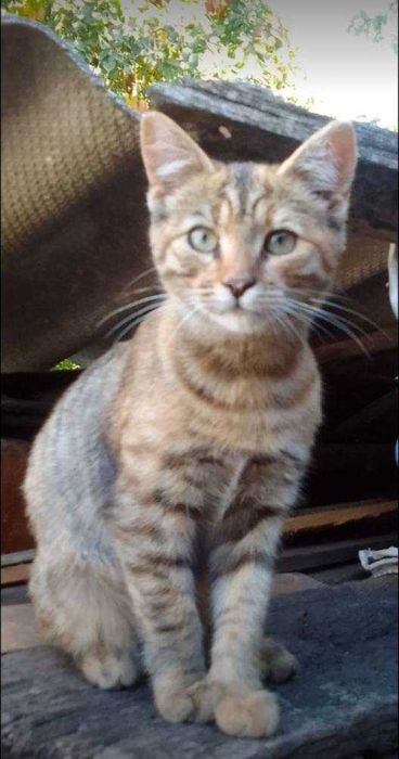 Киця красуня в добрі руки