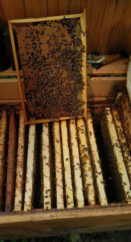 Продам бджоло пакети карпатка