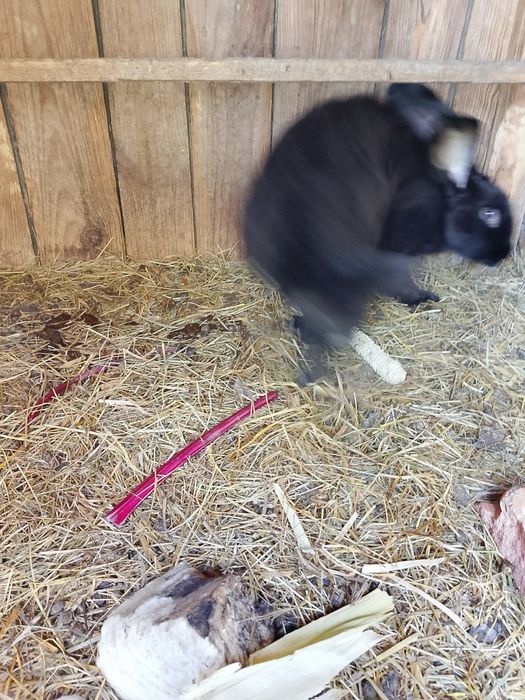 Sprzedam gołębie ozdobne