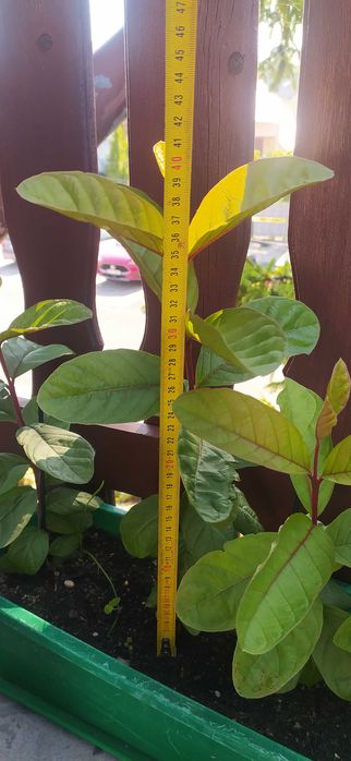 Guava gujawa sadzonka