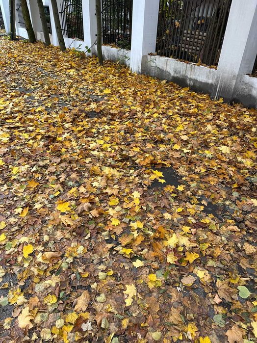 Sprzątanie liści, usuwanie liści. Katowice, Sosnowiec, Śląsk, Zagłębie