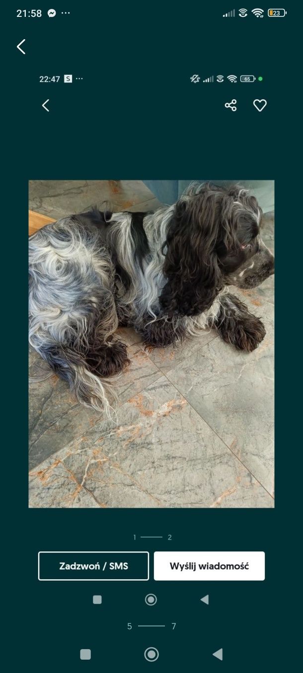 Cocker spaniel angielski samiec blue roan