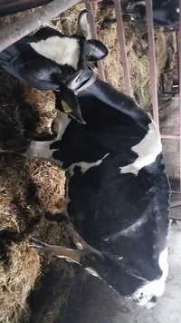 Krowy mleczne cielne