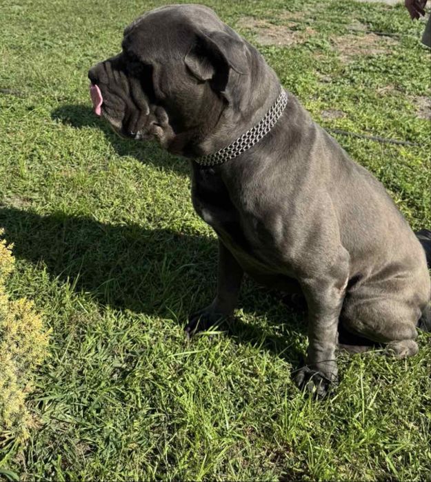 Вязка! Кане корсе