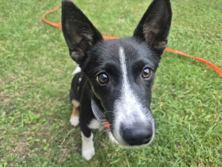 Leo- szczeniak do adopcji