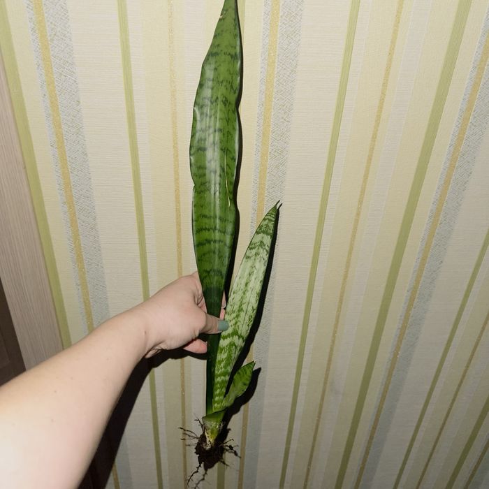 Тещин язик ( сансервєрія)