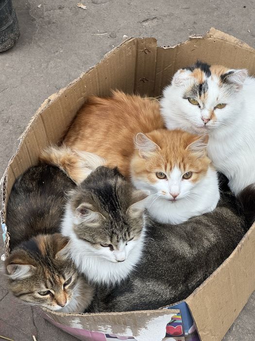 Віддамо безкоштовно в хороші, люблячі руки, красунчиків.