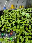 Salvinia Auriculata pływająca roślina
