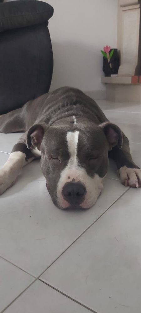 Pitt Bull para adopção Responsavel