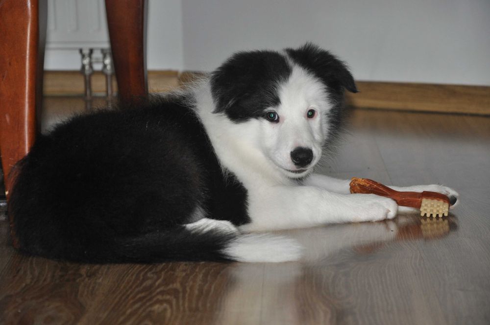 Piesek Border Collie czarno biały ZKwP FCI