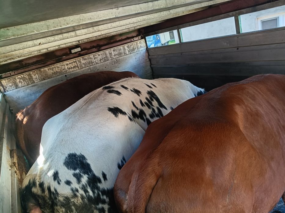 skup bydła krowy byki konie cielęta sprzedaż zamiana maszyn rolniczych