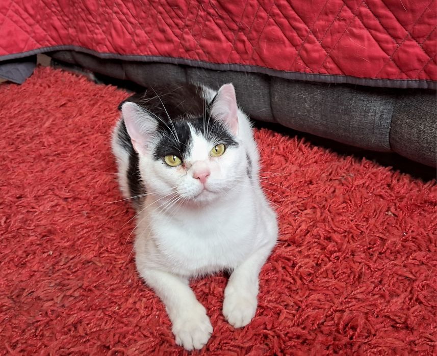 Dora cudowna kotka szuka swojego domu