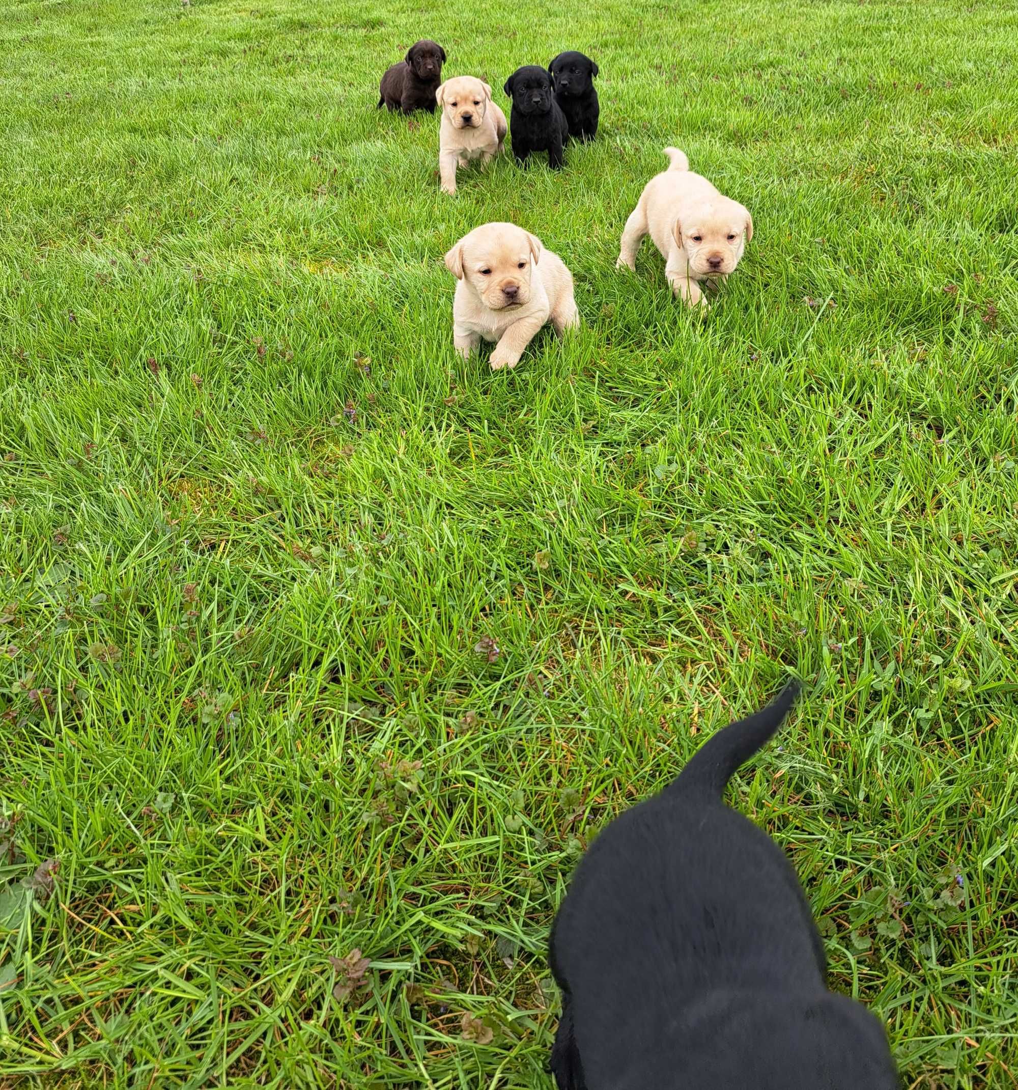 Labrador retriever