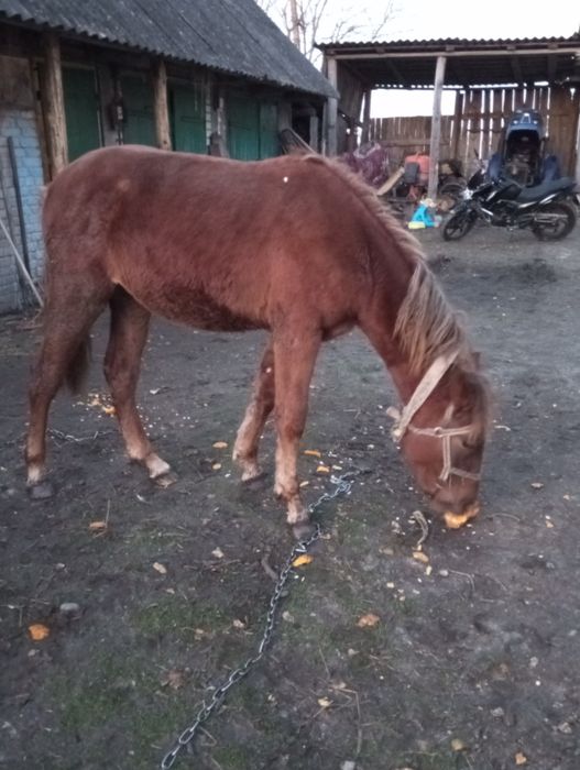 Продається лошиця рік й два місяці