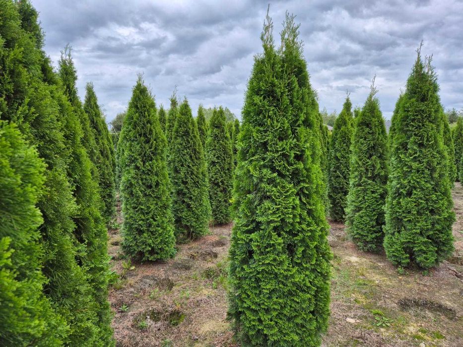 Tuja Szmaragd/Tuje Szmaragd 240cm, Sadzenie transport