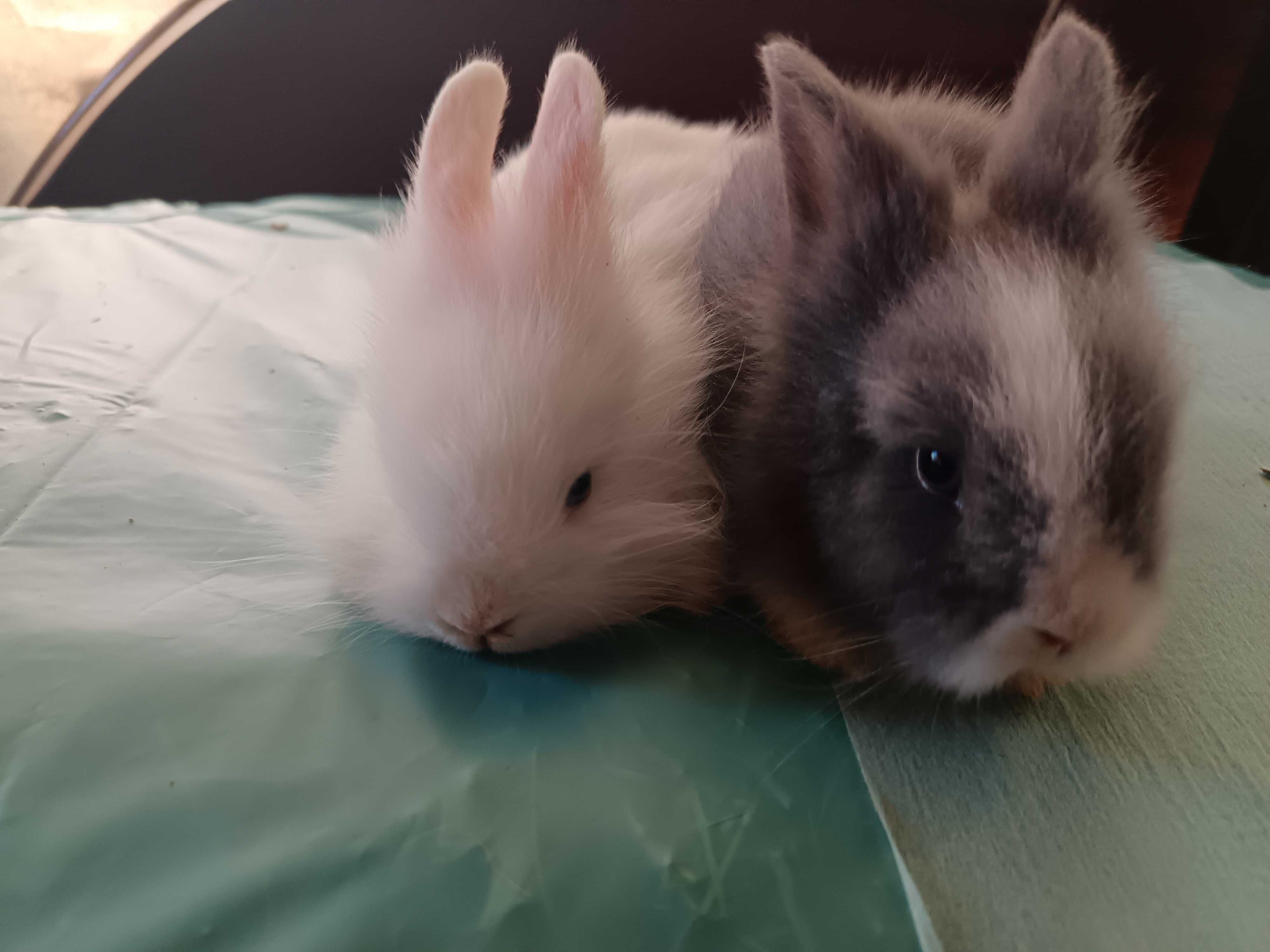 Coelhos anões de estimação muito fofinhos