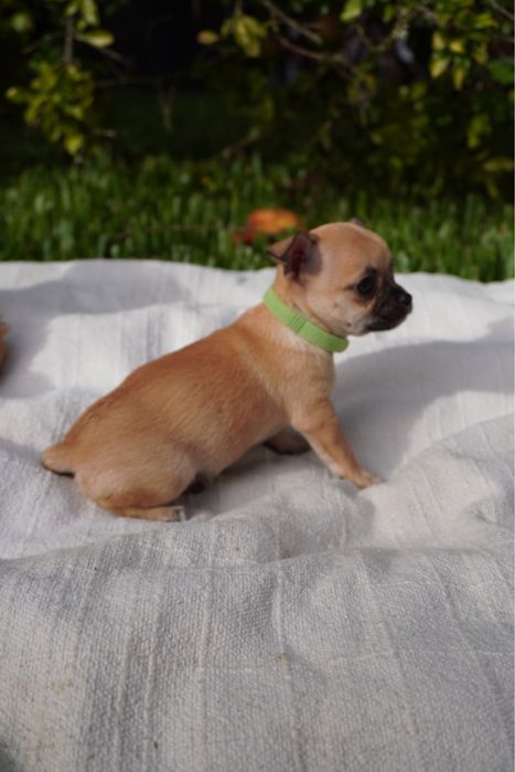 Chihuahua macho mini