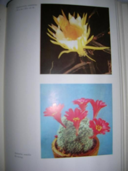 кактусы, кактуси, книга "Колючее чудо", Братислава,336стор.