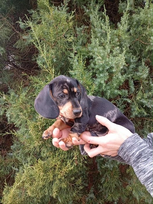 Jamnik króliczy miniaturka