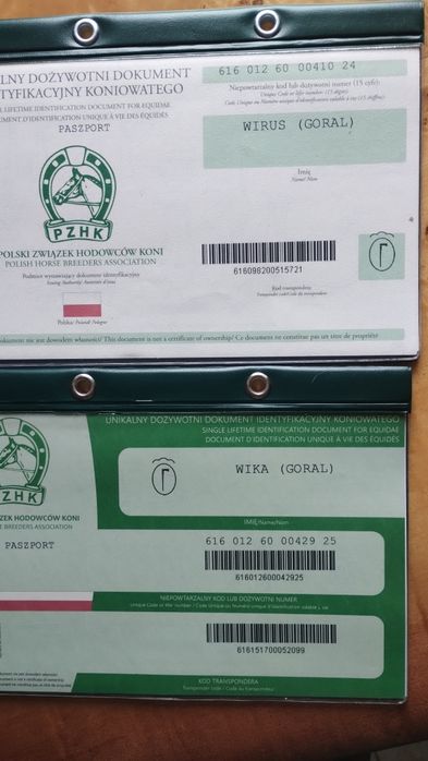 Sprzedam ogierka rasy huculskiej