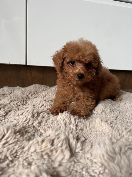 Pudelek toy chłopak gotowy do zmiany domu