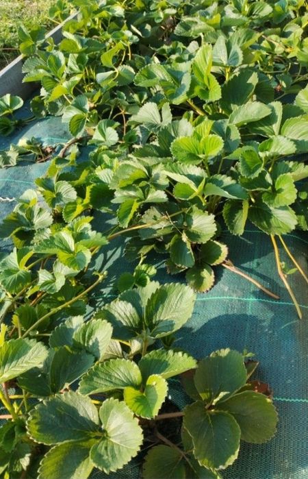 Sadzonki truskawek senga sengana