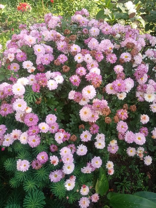 Продам хризантема корейка рожевого подбору. Поділка що на шото 30-40