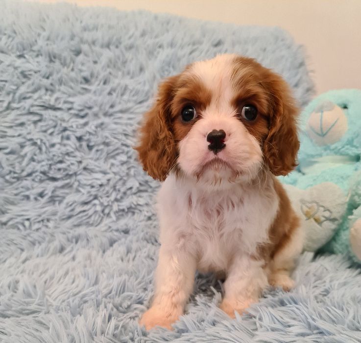 Cavalier piesek z czteropokoleniowym rodowodem