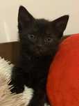 Kotek do adopcji