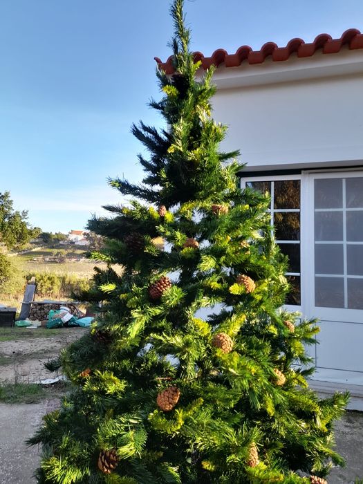 Árvore de Natal em bom estado