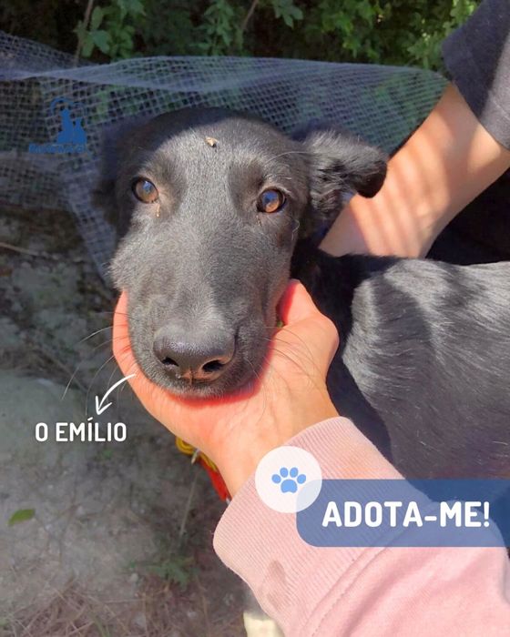 Emilio - cao jovem ficara porte medio- grande