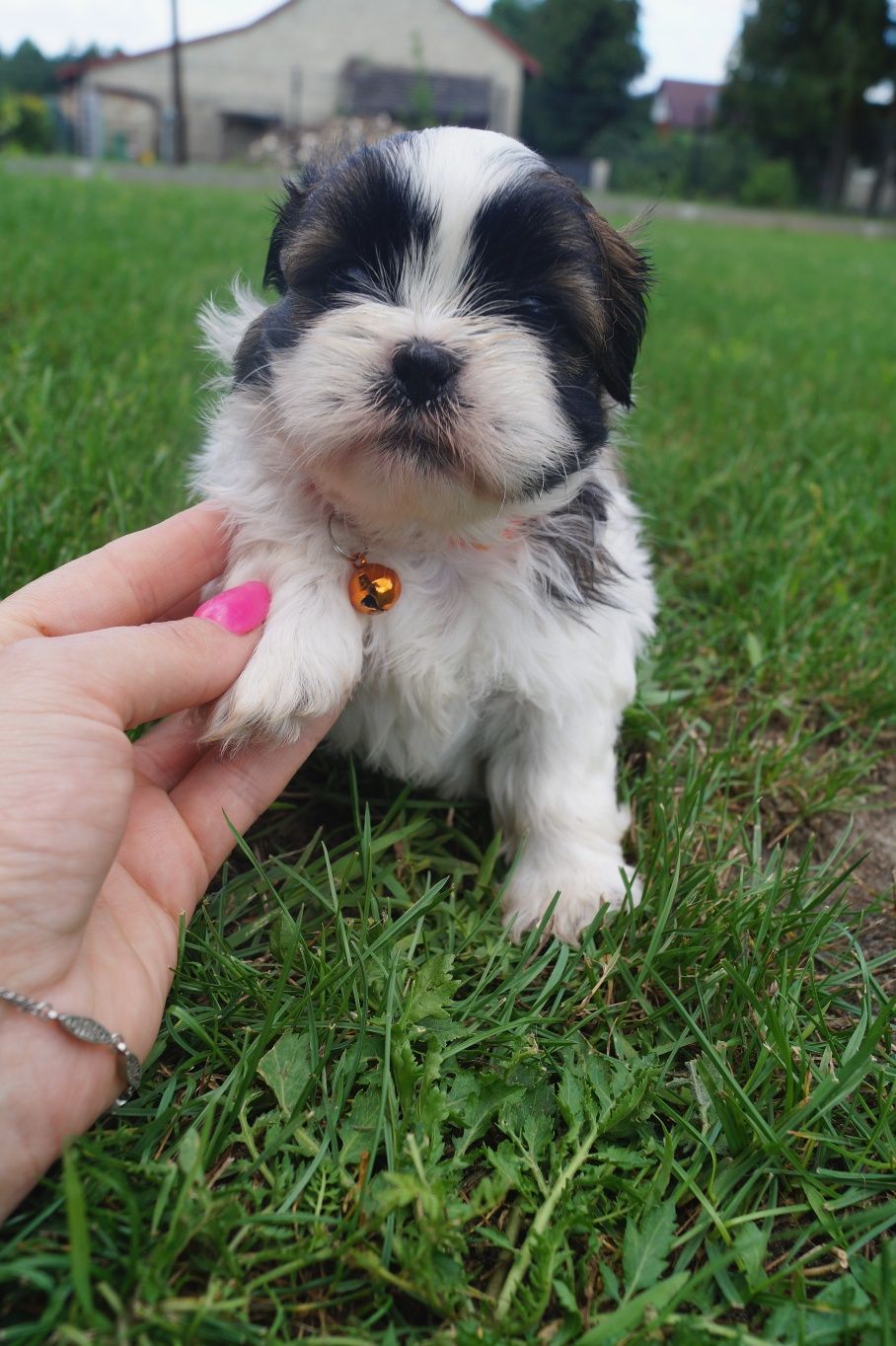 Śliczny szczeniak shih tzu