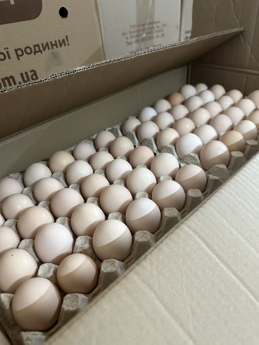 Яйцо столовое крем домашние