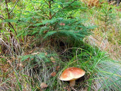 Мицелий белого гриба - высылаю настоящую зерновую живую грибницу