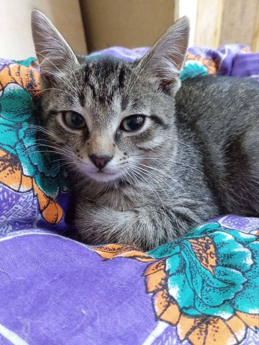 Кутусики кошенята котики безкоштовно в добрі ручки