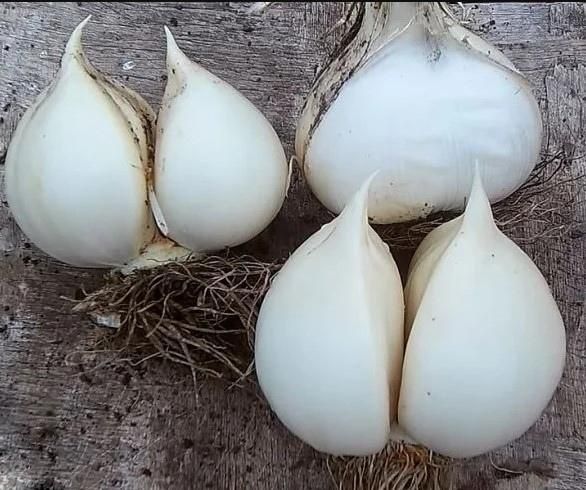 Продам семена лука-чеснок Суворова