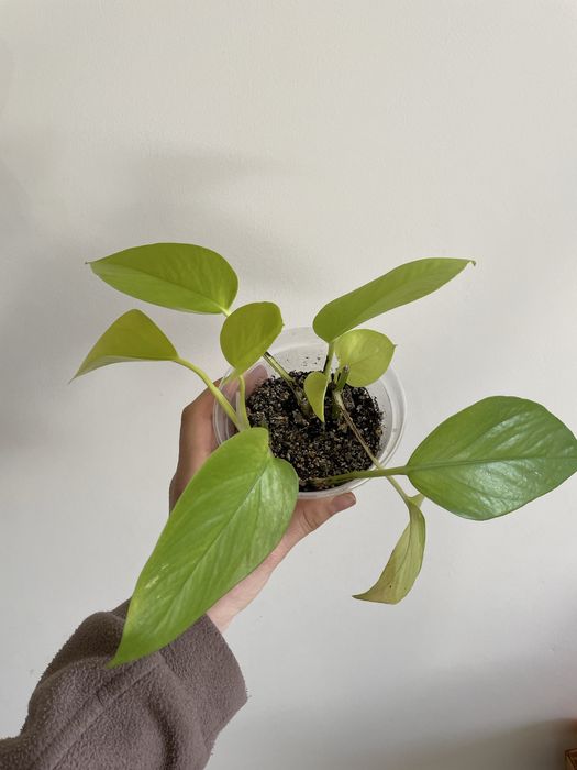 Епіпремнум голден/неон