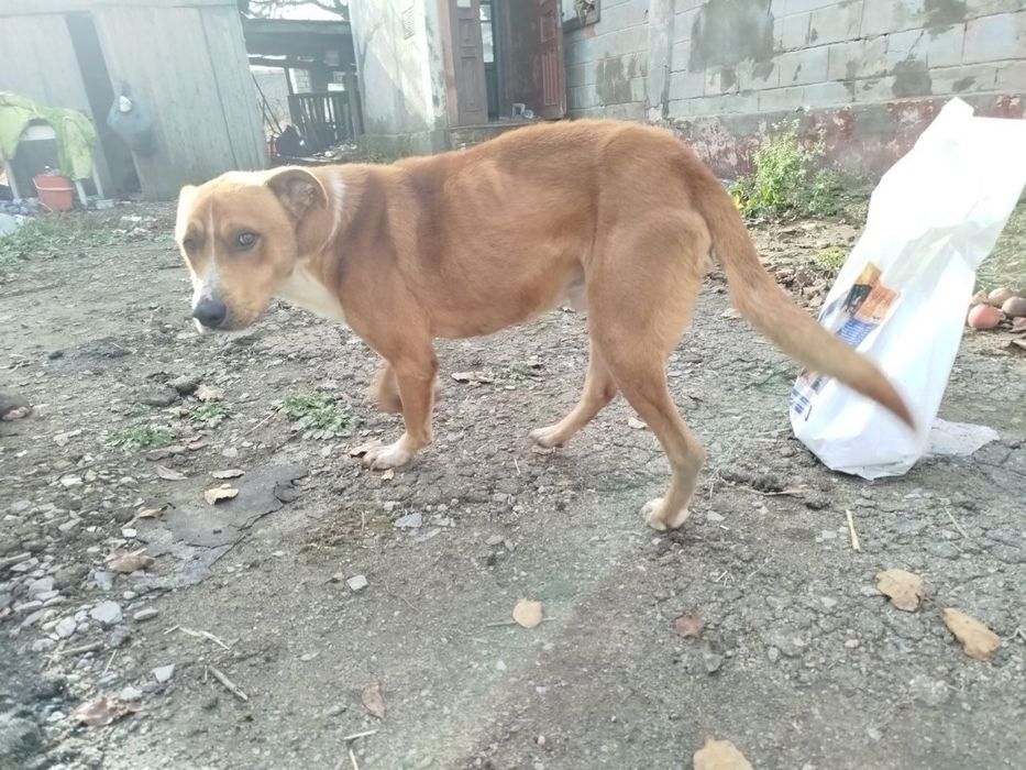 Господарка померла! Допоможіть врятувати собачку