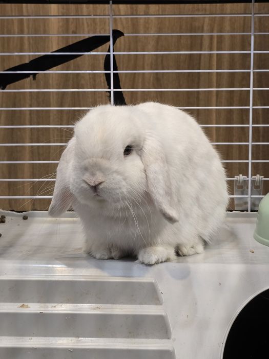 Królik , hodowla, szczepienia, kastracja, książeczka zdrowia i więcej