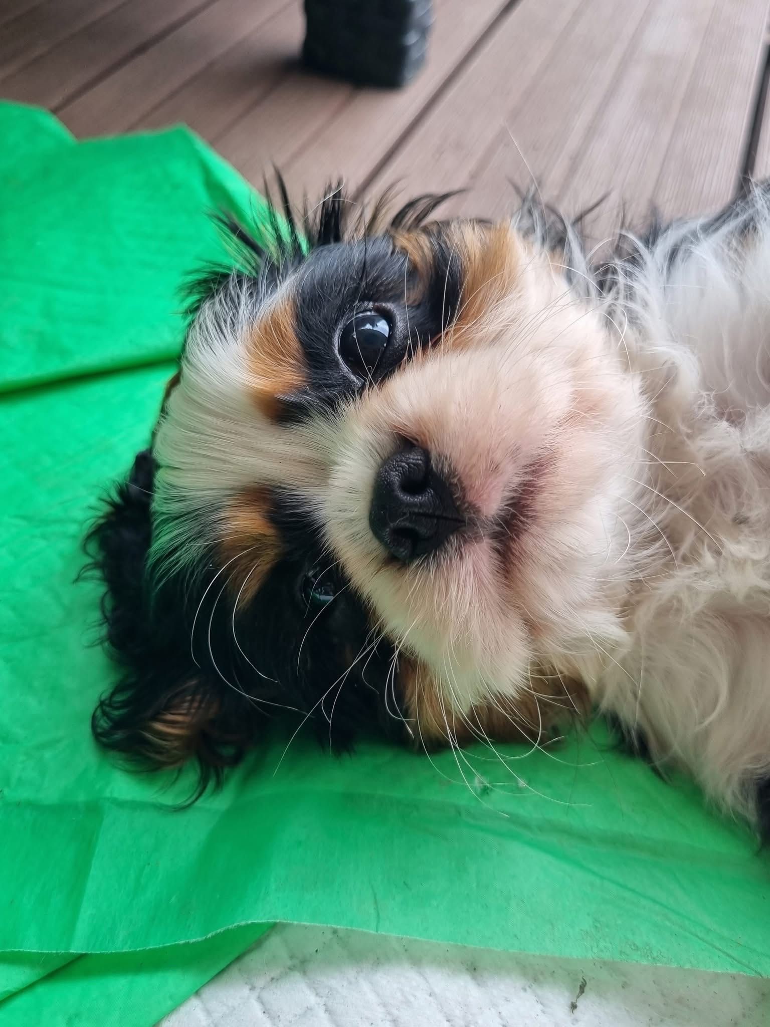 Cavalier king charles spaniel fci tricolor