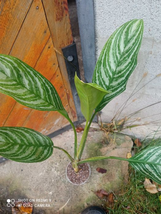 Шикарні аглаонеми