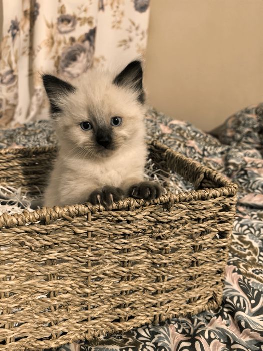 Kotki neva masquerade