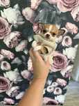 Chihuahua ***Dyzio*** zarezerwowany